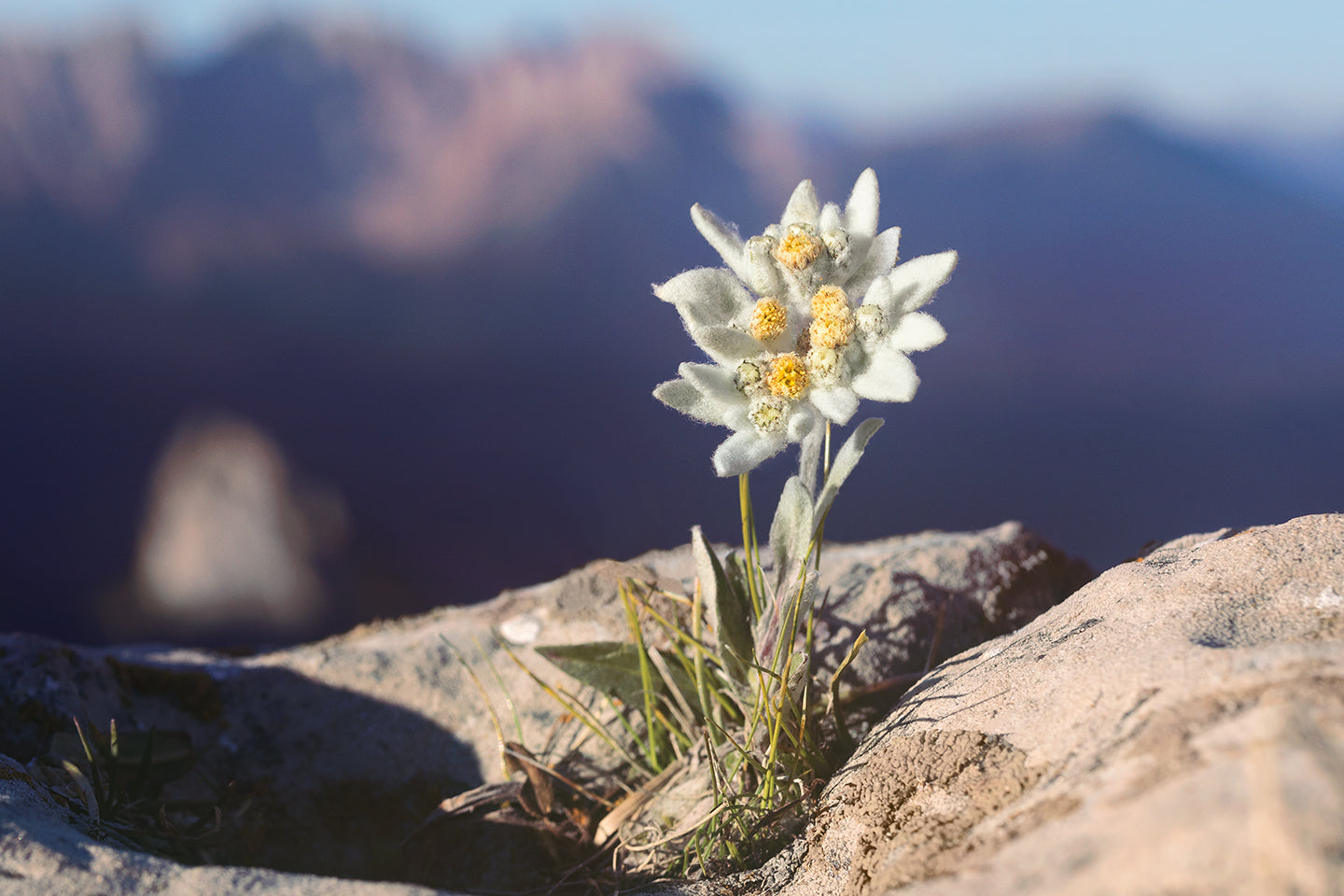 Edelweiss hudpleie