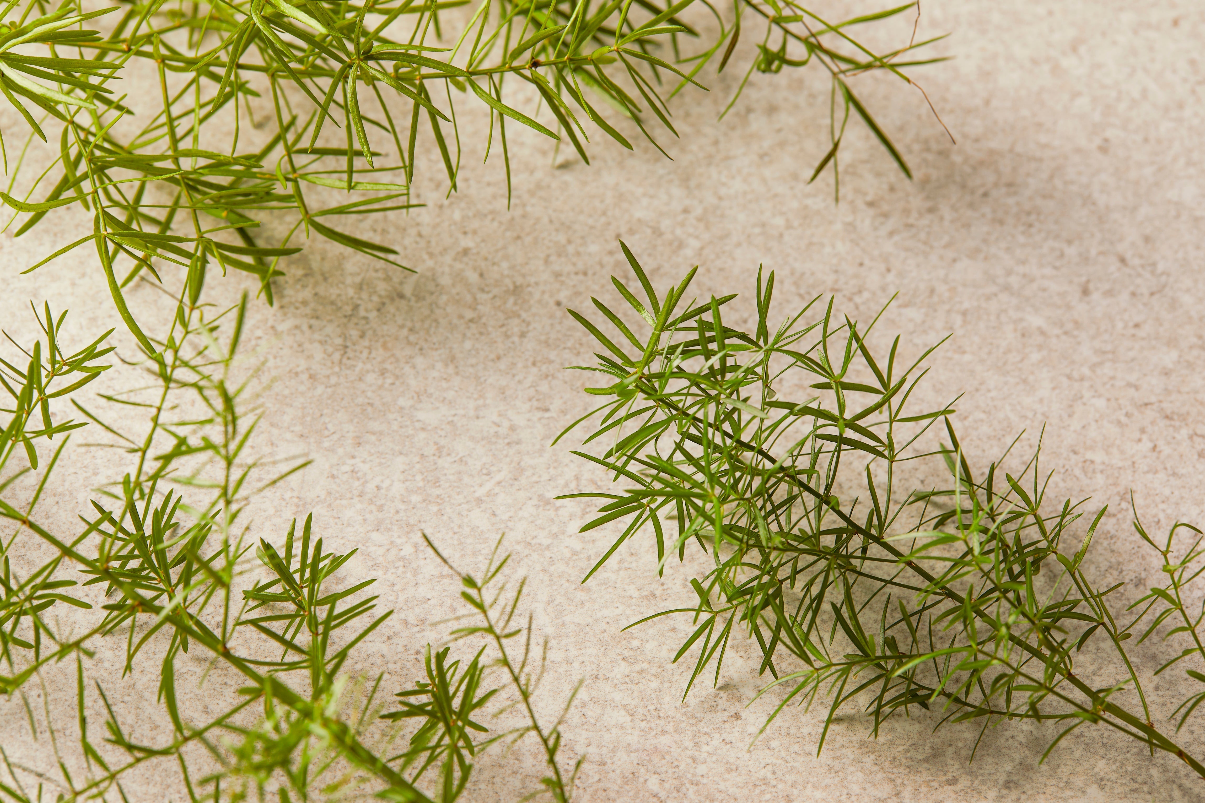 Tea tree
