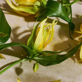 Full Ylang Ylang Eau de Parfum