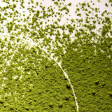 Born Lippy Matcha Latte