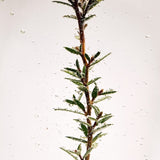 Tea Tree Oil - 20ml