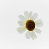 Camomile Cleansing Butter