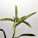 Edelweiss Serum Concentrate (30ml)