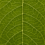 Hemp Håndkrem Mini