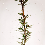 Tea Tree Oil - 20ml