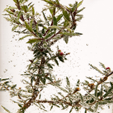 Tea Tree Oil - 10ml